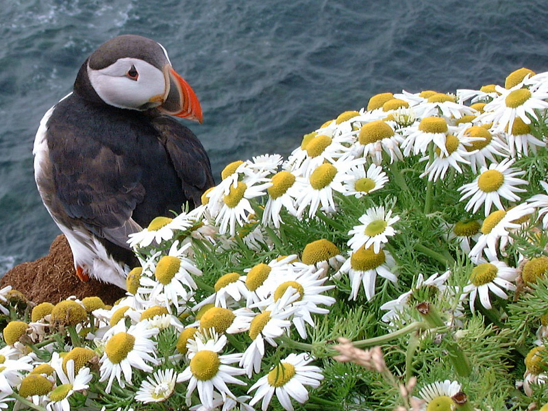 سجل حضورك بصورة طائر - صفحة 97 Puffin1280